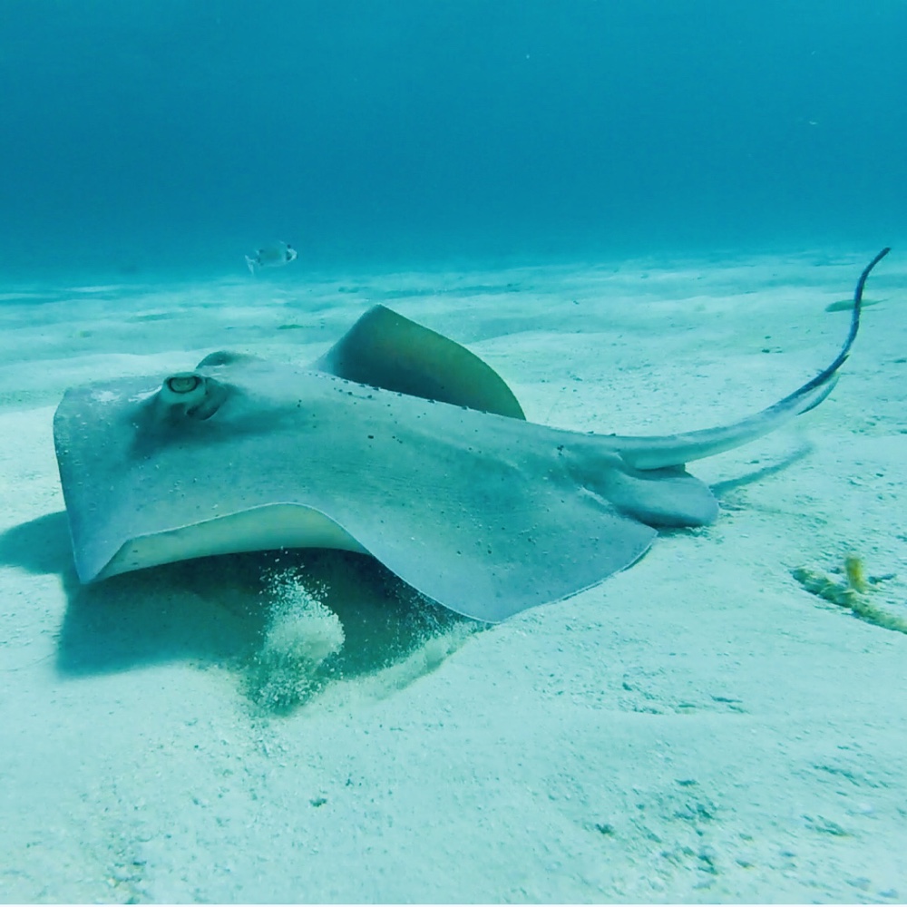 Amerikanischer Stechrochen