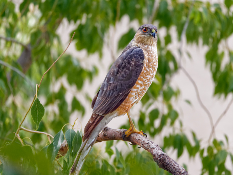 Cooper's hawk history at michiko durbin blog