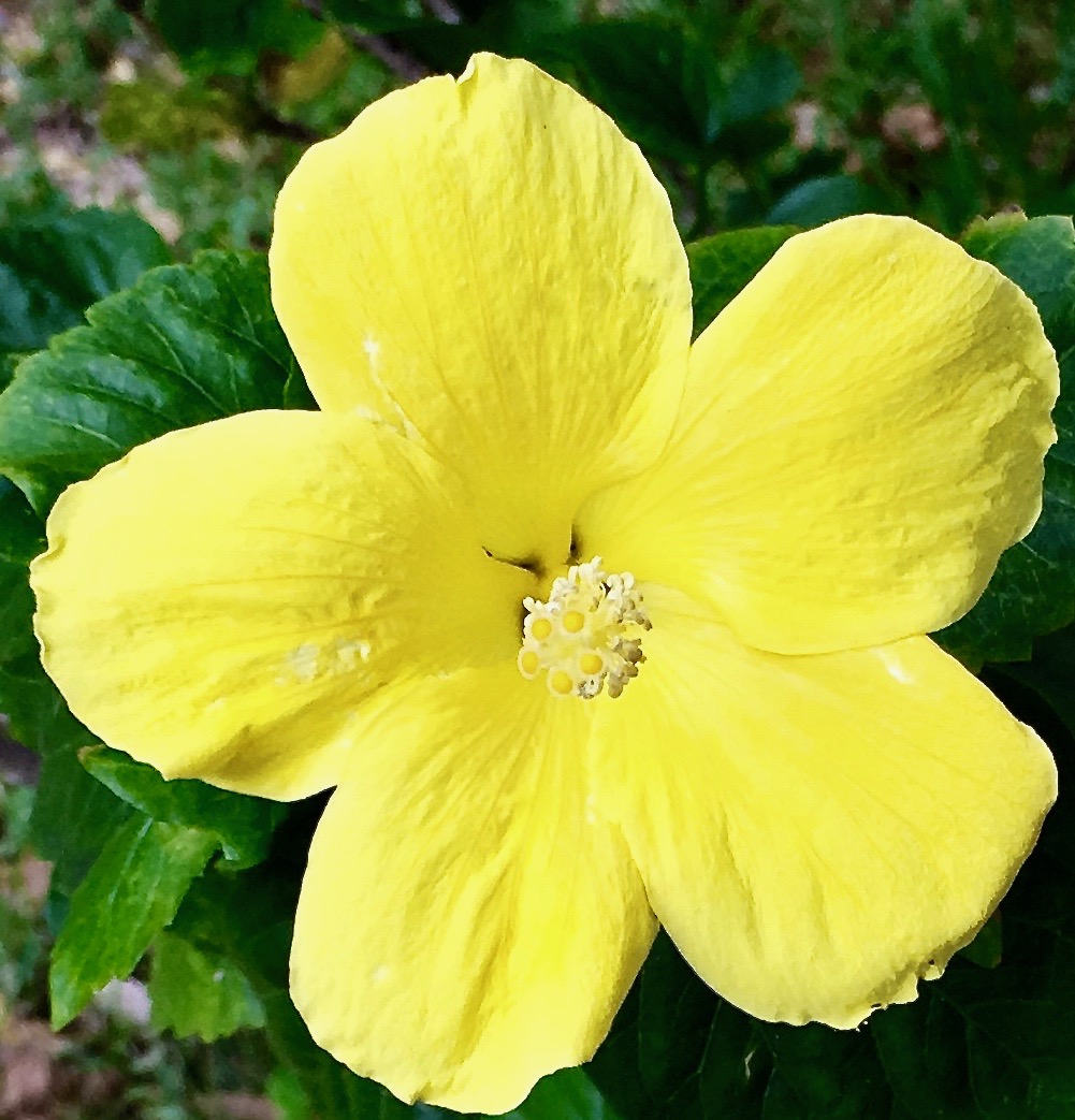 Here's an iconic tropical flower. The Yellow Hibiscus Hawaii S State Flower Travel To Paradise