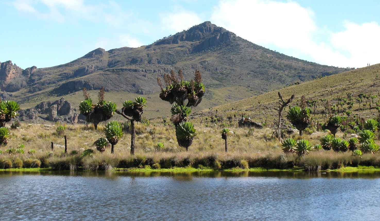 elgon