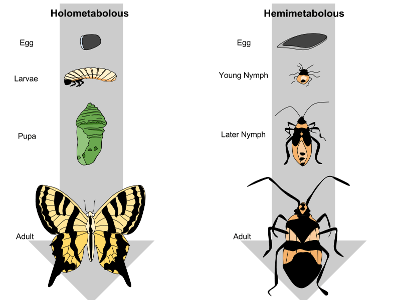 Larvae Stage Of Metamorphosis 14 gif