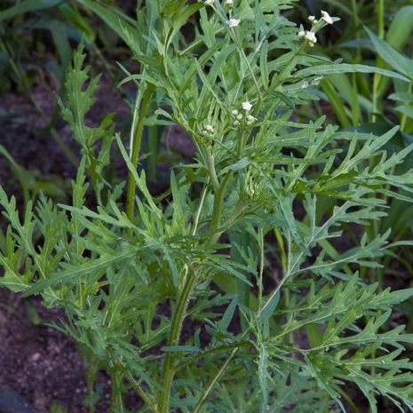 photo Santamaria Plant treasure coast natives wordpress com