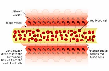 hyperbaric oxygen therapy - Normal Blood Flow