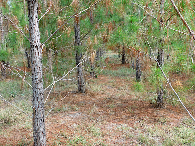 The Best Trees For Privacy Screening In Big And Small Yards