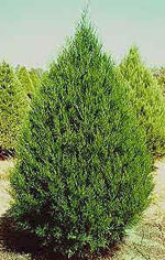 Pennsylvania Trees Types Of Trees In Philadelphia