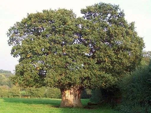English Oak Tree - All you need to know - Tree Secrets