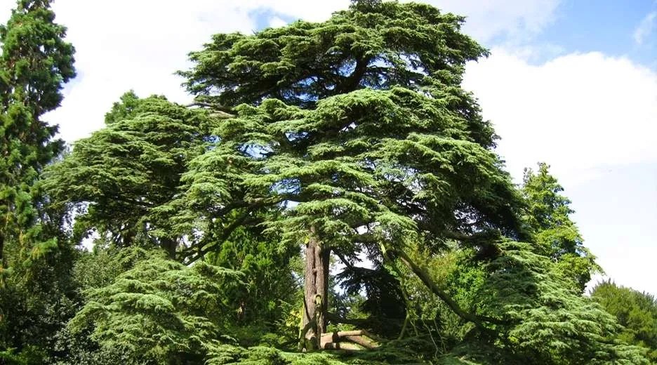 Cedar Trees What Should You Know? Tree Secrets