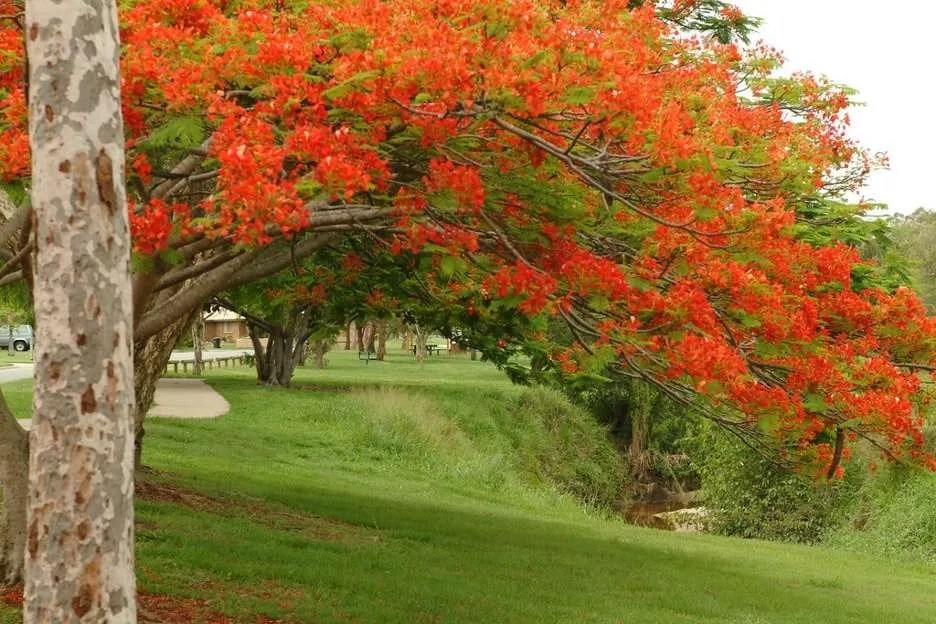What Trees Bloom in Spring Tree Secrets