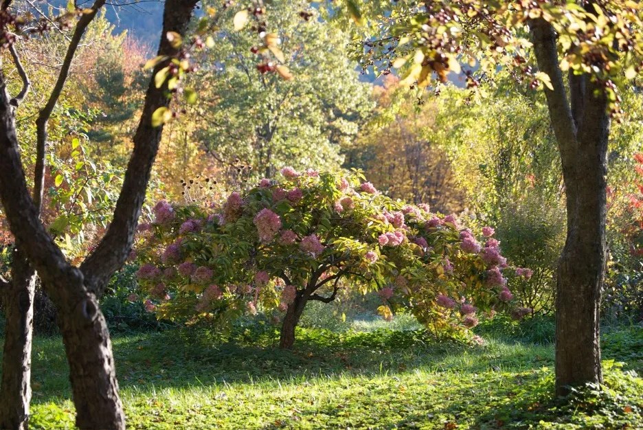 What Trees Bloom in Summer? Tree Secrets