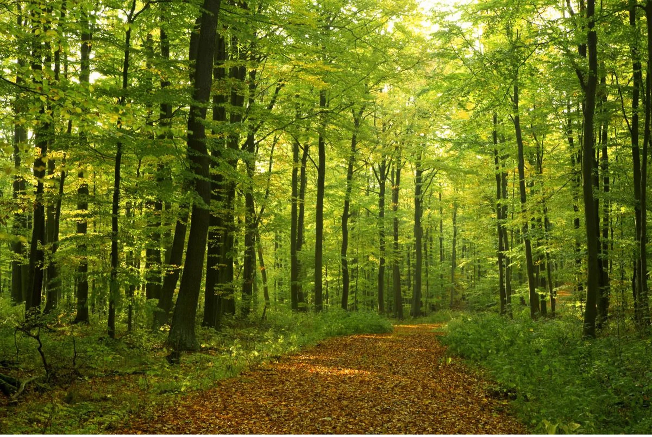 What Trees Do You Find Most in the Northeast? Tree Secrets