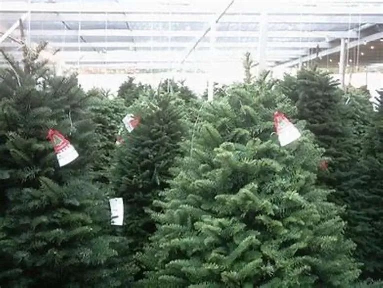 Which Christmas Trees Smell the Best? Tree Secrets