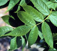Ash Trees At The Confluence Of Two Threats Emerald Ash Borer And Climate Change Research Highlights Us Forest Service Research Development