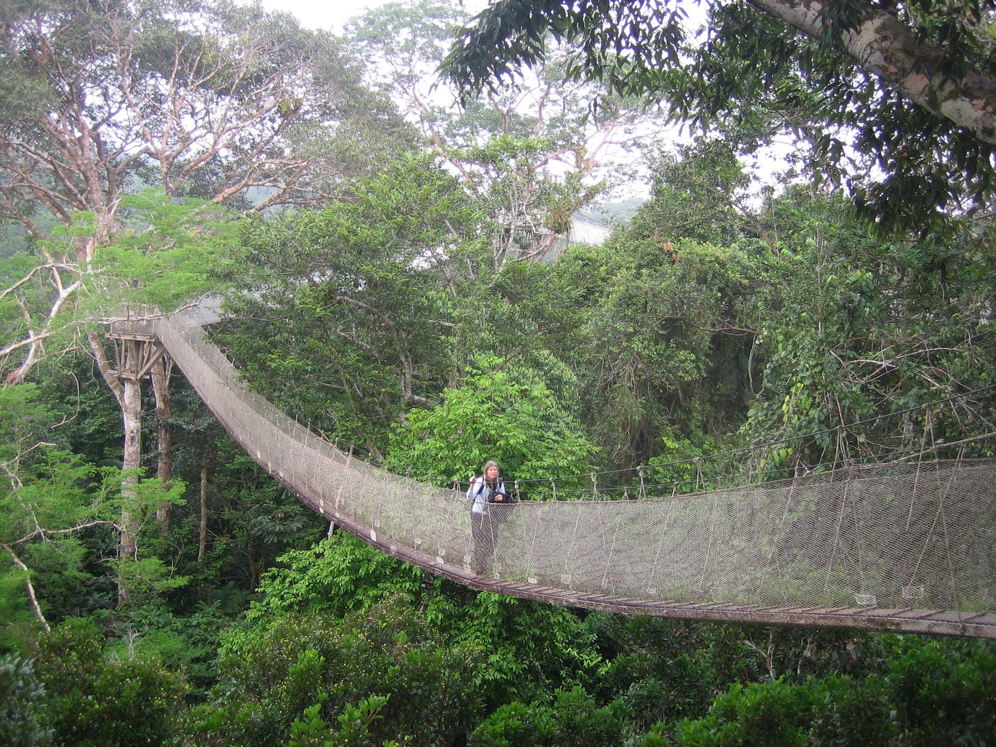 10 ways canopy walkways help save the planet