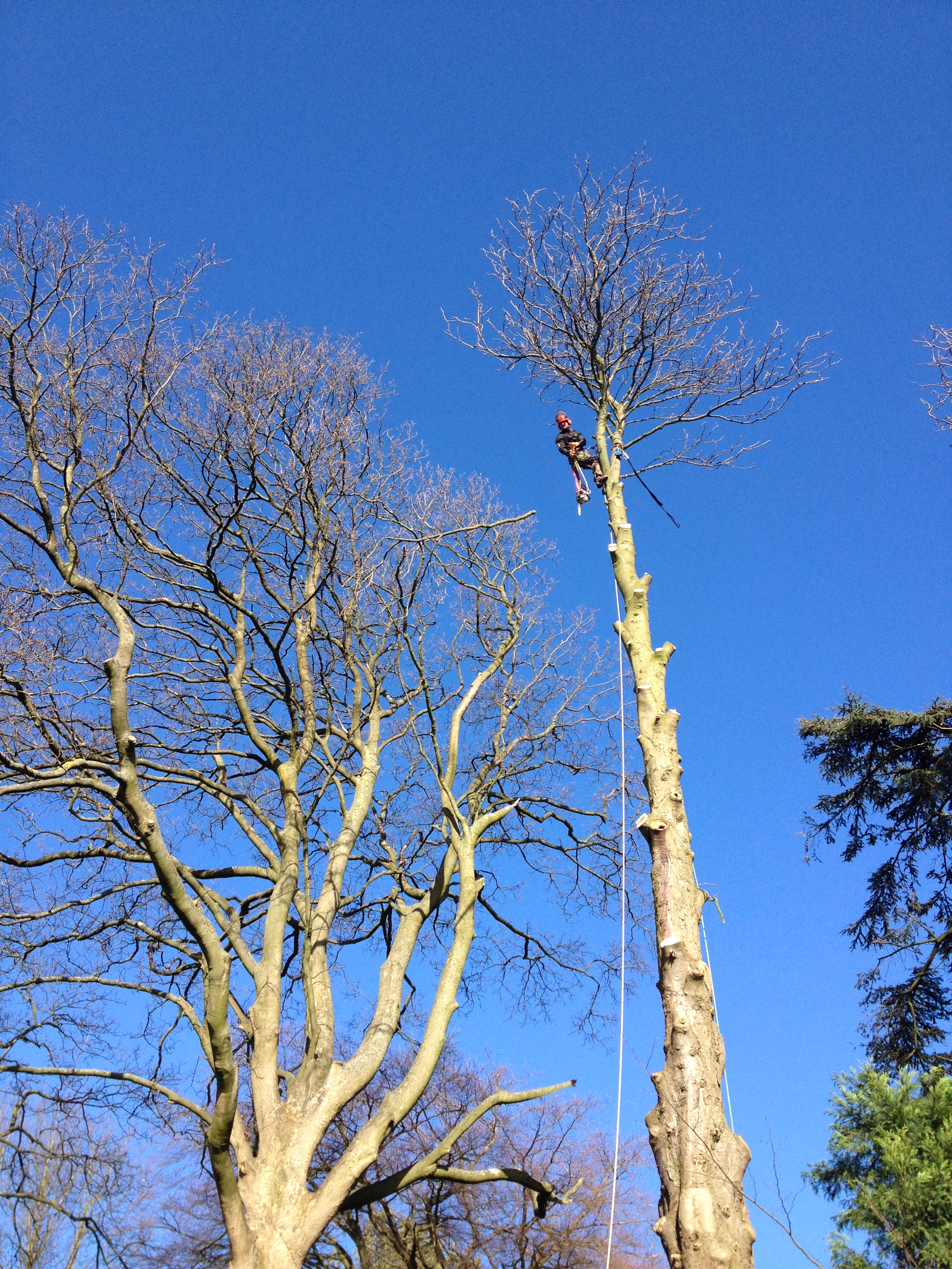 2021 Tree Removal Costs Prices To Cut Down A Tree By Size