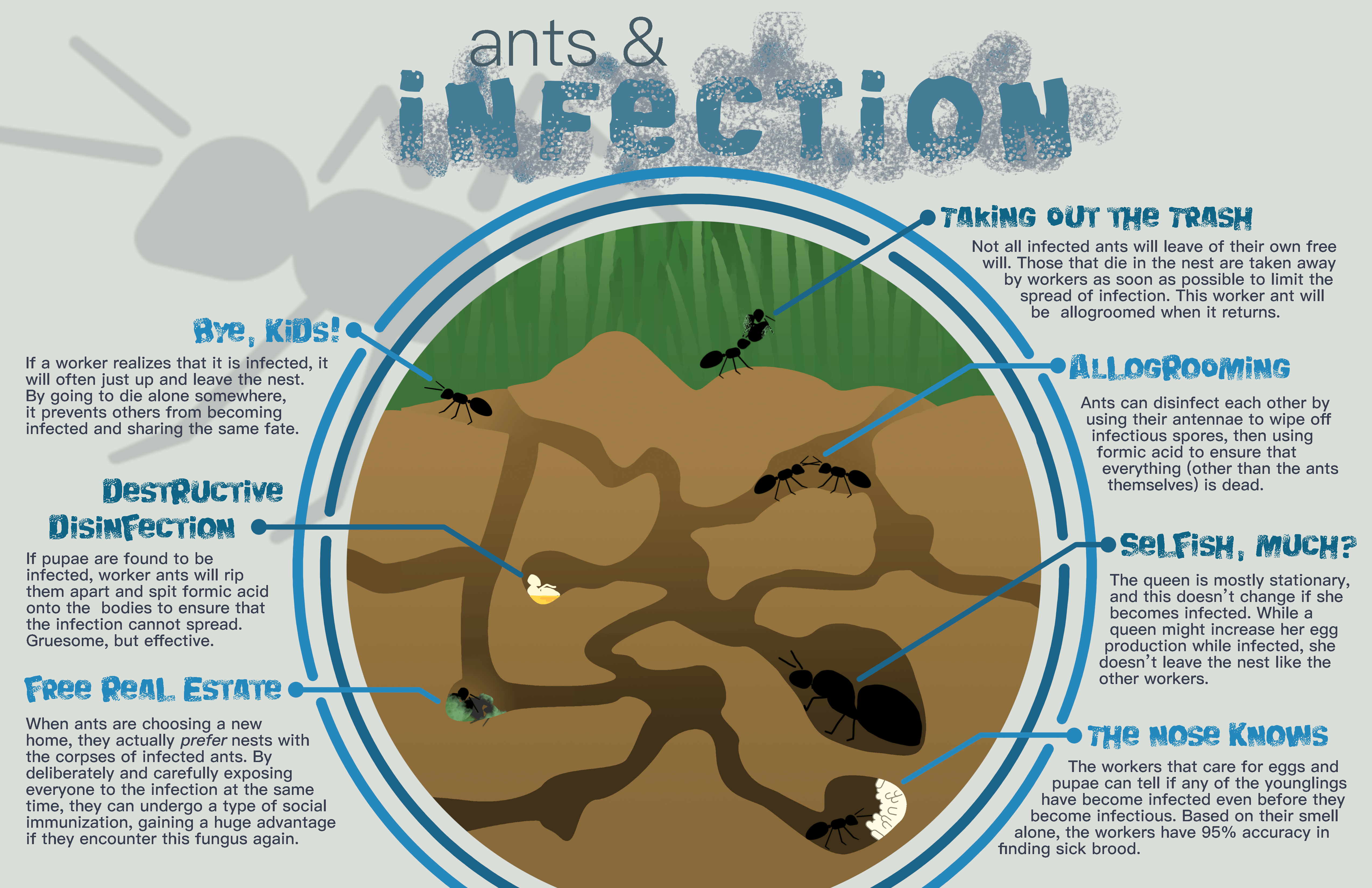 Ants and infection infographic