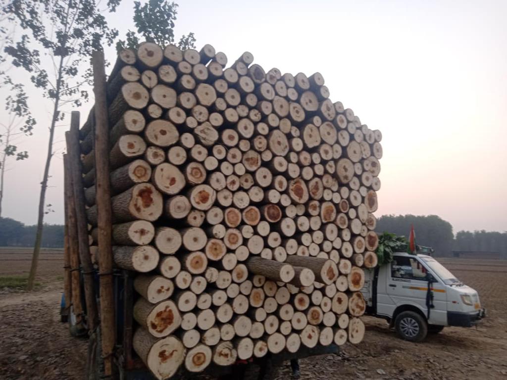 How To Know Poplar Tree Prices