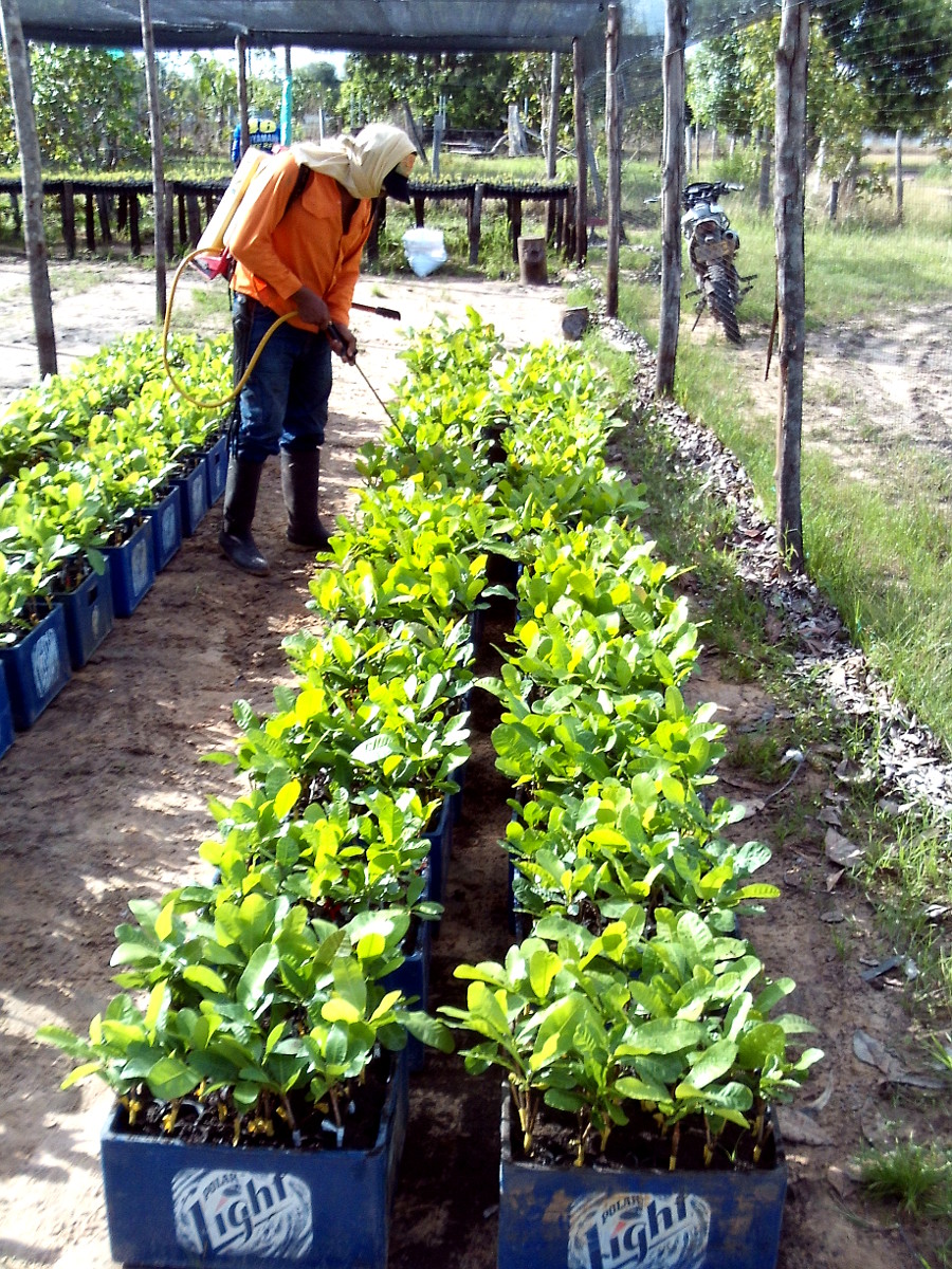 Cashew Tree In Costa Rica Raw Cashew Fruits And Cashew Apples Youtube