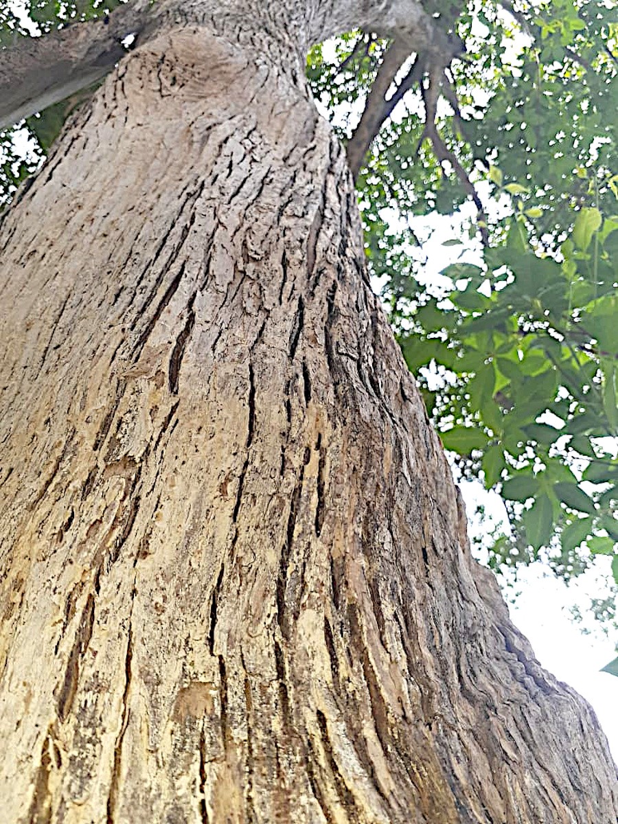 Hardwood Tree Improvement And Regeneration Center Partnerships Northern Research Station Usda Forest Service
