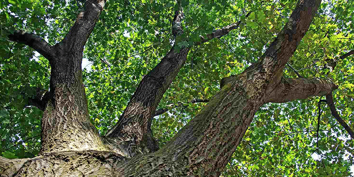 Texas Trees Foundation Brochure Texas Trees