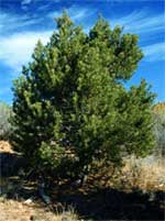 Dixie National Forest About The Forest