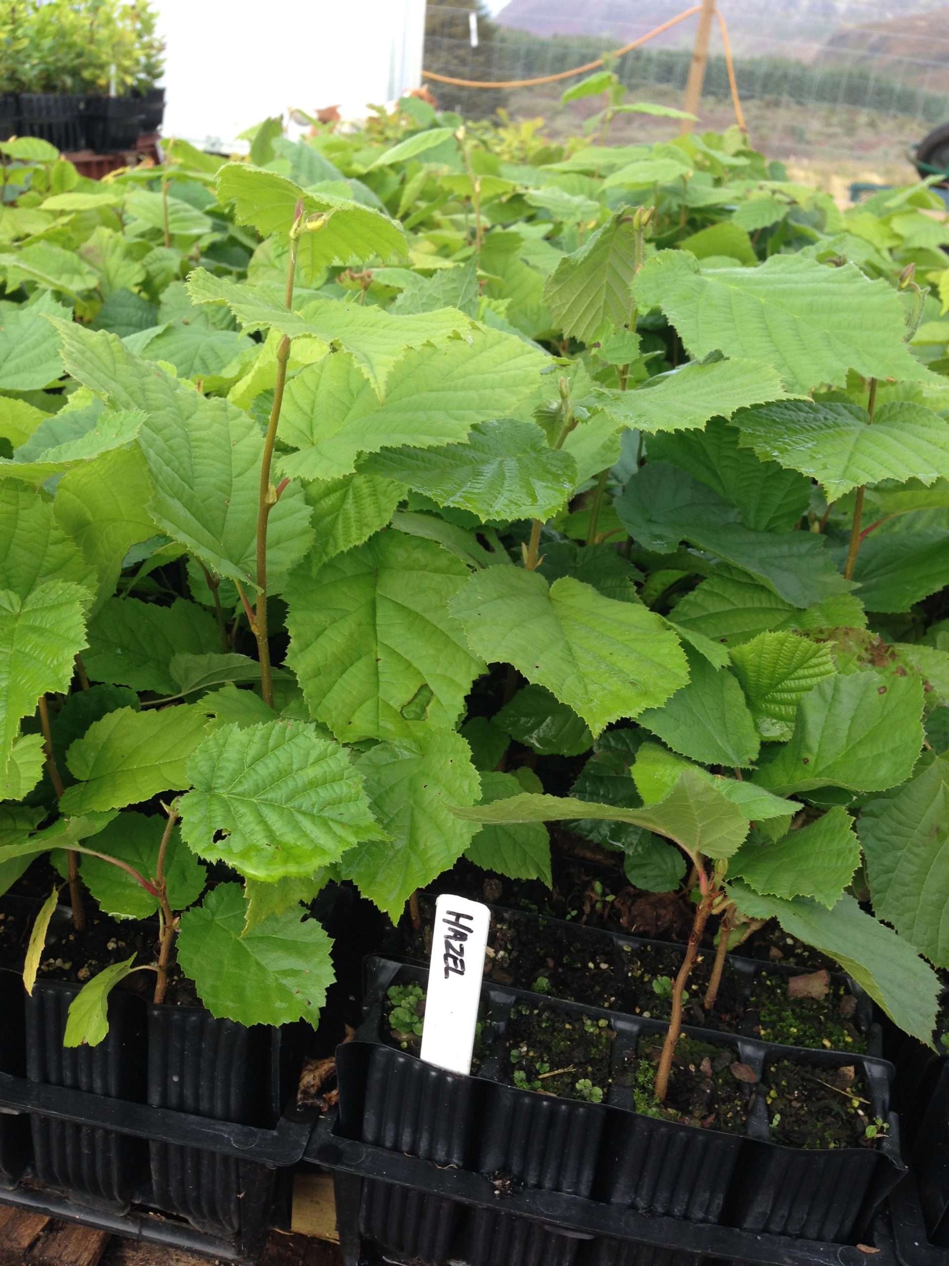 Hazel Gift Tree - Image 5