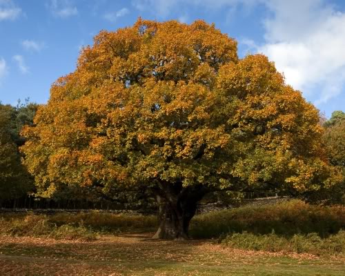 Oak trees pictures:images & facts on the oak tree species