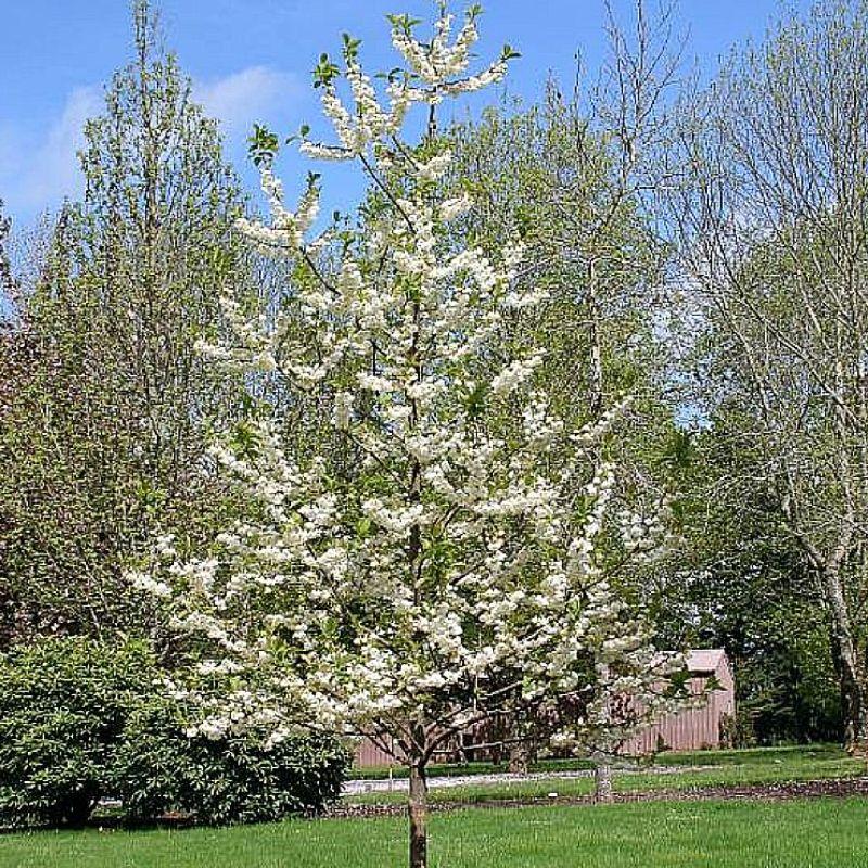 American Snowdrop Tree Two Wing Silverbell Halesia Diptera Magniflora