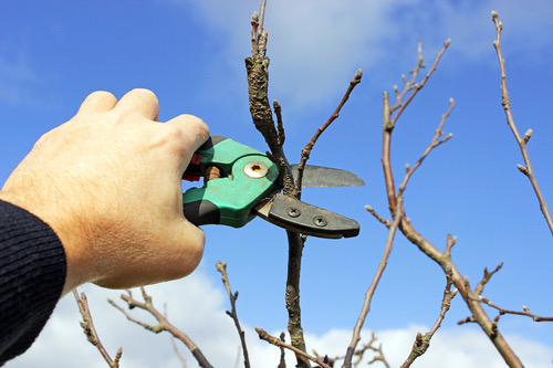 tree pruning San Ramon