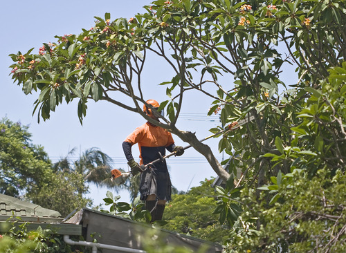 tree pruning San Ramon