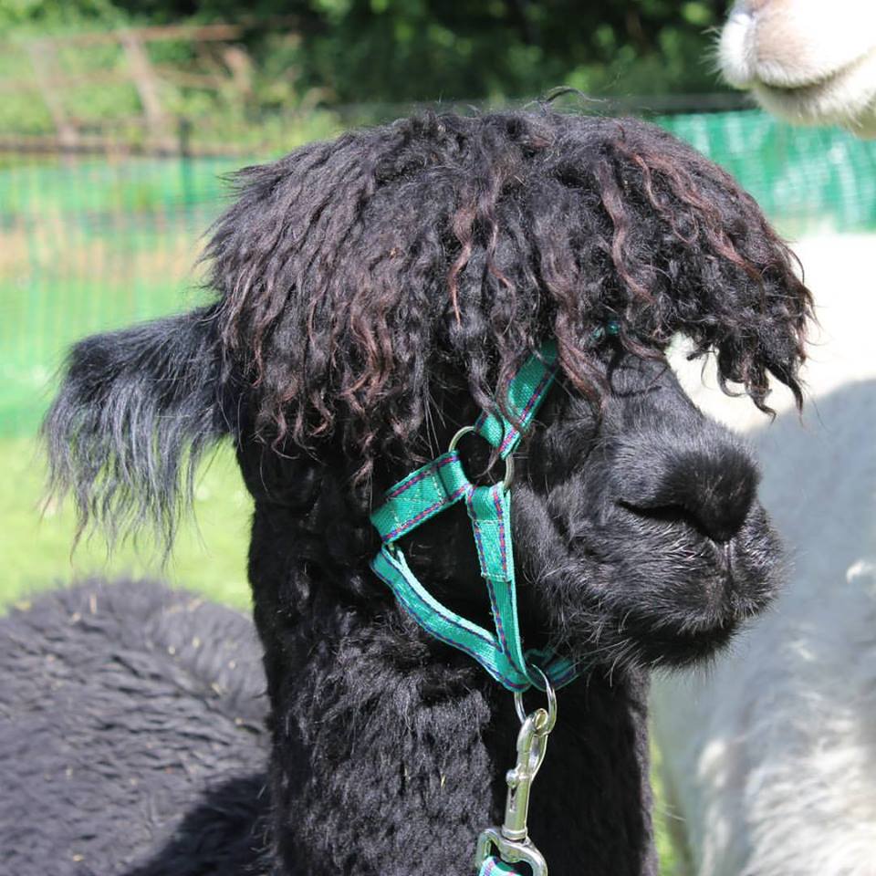 Alpaca fleece has a sheen or lustre to it (Bruno)