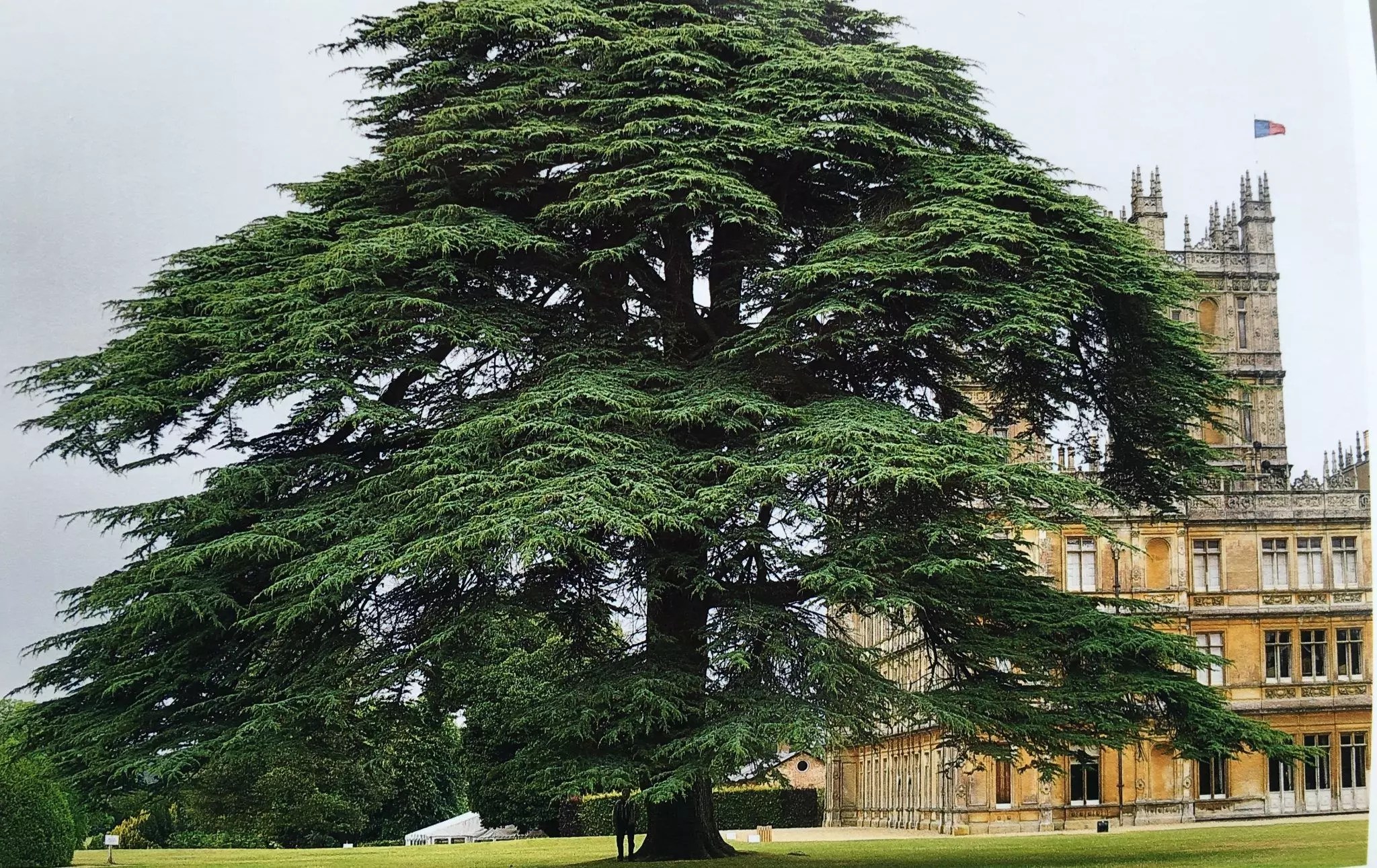 Cedar Tree Facts Types Identification Diseases Pictures
