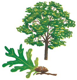 List Of Minnesota State Symbols Evergreen Tree Tattoo Pine Tree Tattoo White Pine Tree