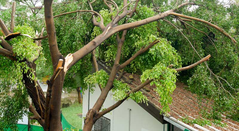 Fallen Tree Branch