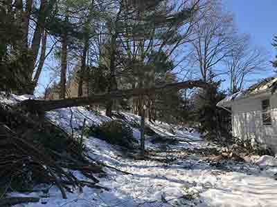 Client Testimonials - Trees Unlimited