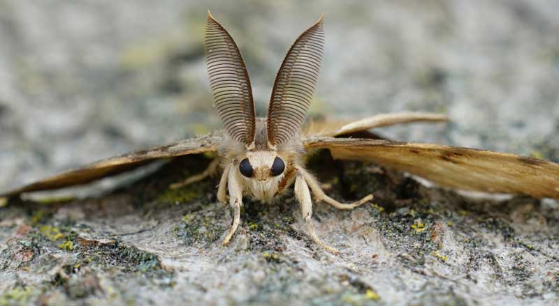 Gypsy Moth