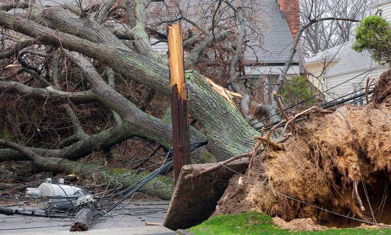 A large, uprooted tree blocks the front of a house