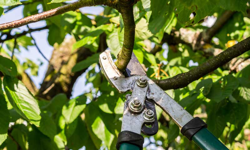 Closeup showing how to prune a tree branch