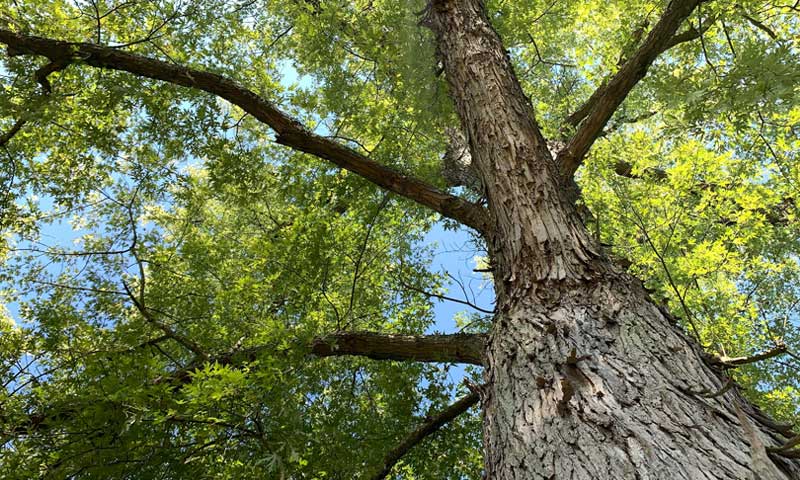 A view up into the canopy of a silver maple