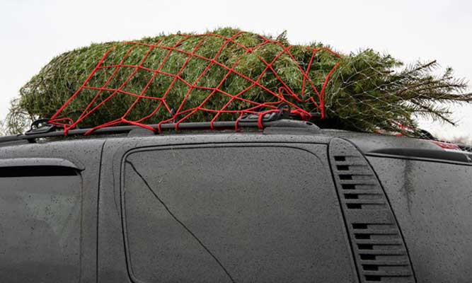 Christmas Tree secured with rope to the roof rack of a black car