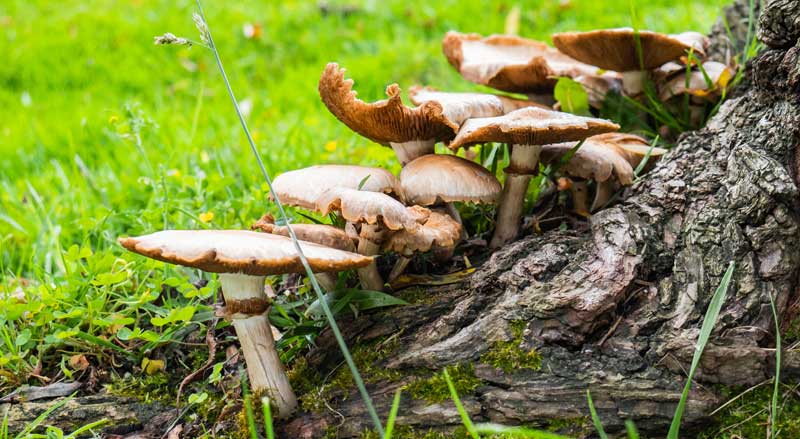 Mushrooms growing at the base of a tree trunk.