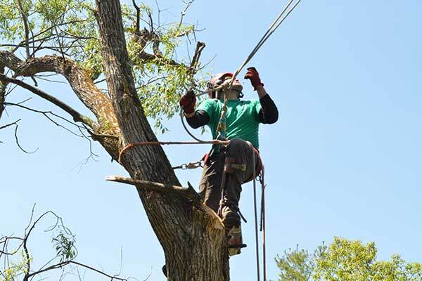 Tree Removal Pro