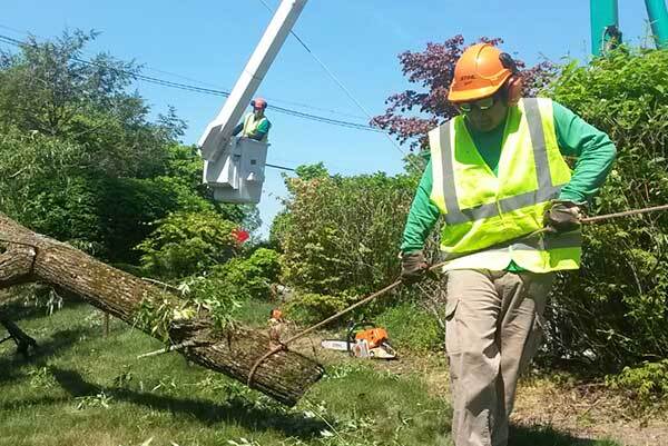 When Should a Tree Be Removed