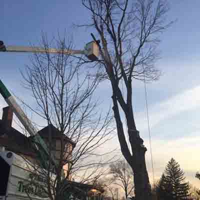 Client Testimonials 4 - Trees Unlimited