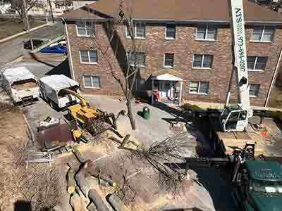 Client Testimonials 2 - Trees Unlimited
