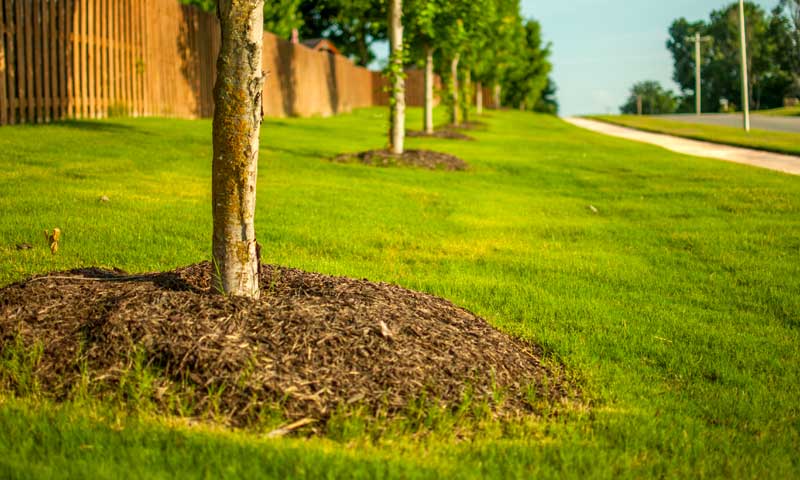 Young trees with mulch surrounding their trunks