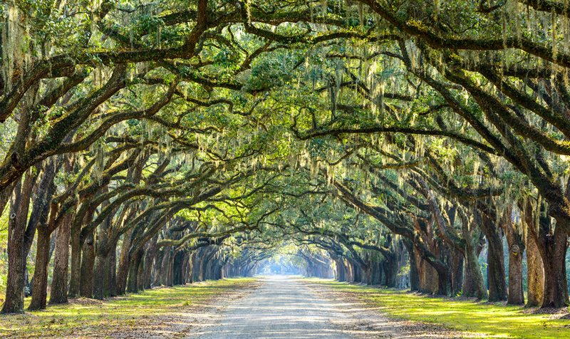 Treehouse Tree House Cool Tree Houses Treehouse Cabins