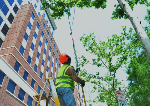Read more about the article Tree Pruning and Trimming – Fall is a Great Time