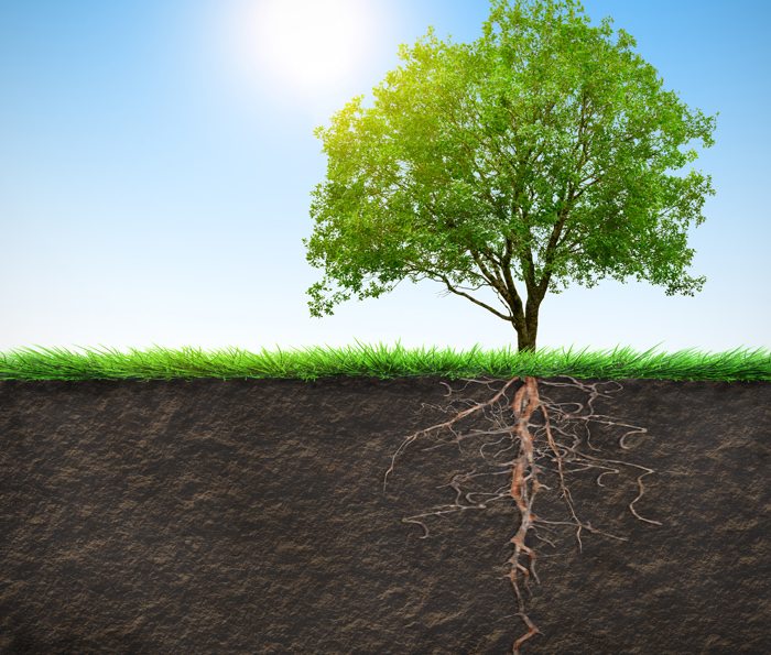 Titan Tree Care Titan Tree Blog How And When To Stake A Tree Properly Titan Tree Care