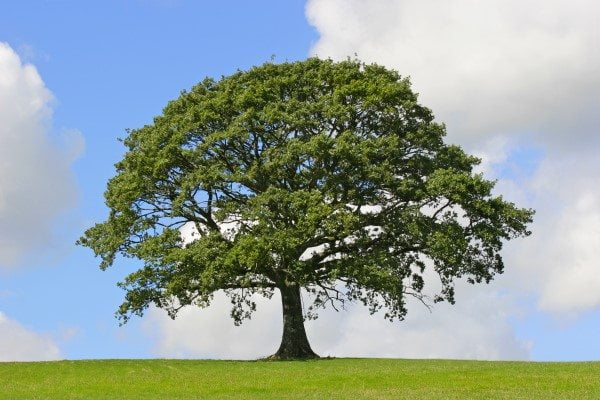 Cabling and Bracing Can Extend the Life of a Tree