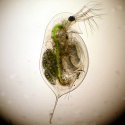 zooplankton which feed off of phytoplankton
